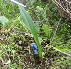 Image result for Satyrium sphaeranthum