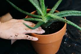 Aloe vera im hornbach onlineshop & im markt: Aloe Vera Pflegen Giessen Dungen Schneiden Plantura