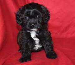 Our facility has cavapoo puppies for sale that are ready to go home with you today! Cavapoo Cavoodle Puppies For Sale In Il Dreamcatcher Hill Puppies