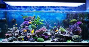 Best Led Aquarium Light Buying Guide For Fish Tank Reviews 2020