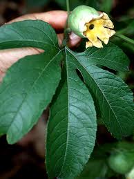 Image result for Cayaponia