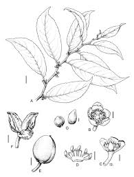 Image result for Casearia gladiiformis