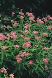 Image result for Asclepias schumanniana