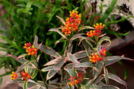 Image result for Asclepias curassavica