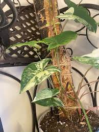 Image result for Syngonanthus poggeanus