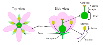 The nectary, which secretes nectar; Flowers Digital Atlas Of Ancient Life