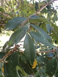 Image result for Dialium guineense