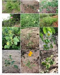 Image result for Malvaceae subfamily Malvoideae