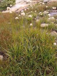 Image result for Brachythrix