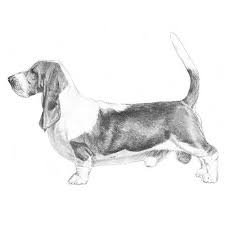 We did not find results for: Basset Hound Dog Breed Information