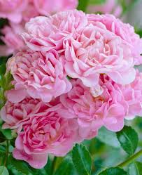 Image result for Rosa