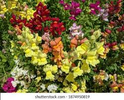 Tom thumb flowers grand prairie. Stock Photo And Image Portfolio By Anne Tipodees Shutterstock