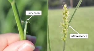 Jerry doll's weed identification and management (dvd). Sandbur Control In Bermudagrass Pasture Oklahoma State University