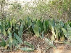 Image result for Sansevieria hyacinthoides
