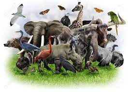 A Collage Of Wild Animals And Birds Stock Photo Picture And Royalty Free Image Image 18551556