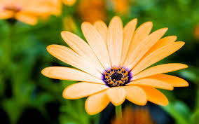 Virtually send flowers and a message for any occasion. Flower Desktop Background 1920x1200 Wallpaper Teahub Io