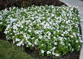 Annual Flowering Vinca Deserves Garden Space Mississippi State University Extension Service