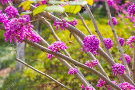 Seen from a distance, it is a cascade of purple waters overflowing in shimmering waves as warm breezes gently shake wisteria flowers grow in a large dangling cluster. Bunches Of Pink Flowers Blooming Cercis Tree Beautiful Floral Stock Photo Picture And Royalty Free Image Image 143645196