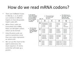 Transcription And Translation Ppt Download