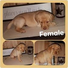 Check our list of puppies for sale now! Lab Puppies For Sale In Texas Craigslist