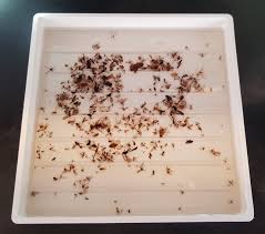 The primary goal of collections management is to meet the needs of the individual collector or collecting institution's. The Swedish Malaise Trap Project A 15 Year Retrospective On A Countrywide Insect Inventory