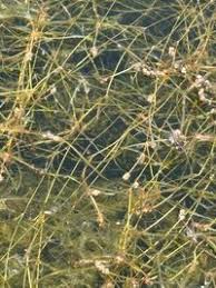 Image result for Potamogeton pusillus