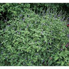 Image result for Stachytarpheta urticifolia