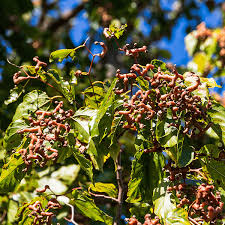 Image result for Hovenia