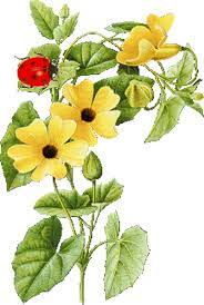 More than 1000 free and premium ajax loader (loading animated gif, svg and apng) spinners, bars and 3d animations generator for ajax and jquery flower loading animation. Flowers Transparent Flowers Birds I Beautiful Flowers Pictures Transparent Flowers Flower Clipart
