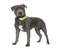 Most compared 3 dog breeds with staffordshire bull terrier (dog breed comparison tool). Staffordshire Bull Terrier Breed Guide Pitpat
