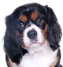 Chicago Il Cavalier King Charles Spaniel Meet Marble A Dog For Adoption Cavalier King Charles King Charles Spaniel Cavalier King Charles Spaniel