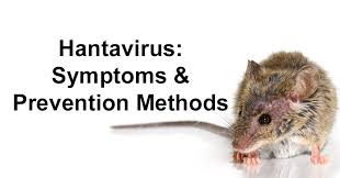 Hantaviruses are responsible for causing a range of clinical manifestations collectively known as haemorrhagic. Hantavirus Symptoms Prevention Methods David Avocado Wolfe