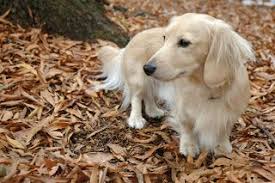 Bella S Breezy Haley S Bailey Dachshund Puppy Funny Dachshund Puppy Miniature Dachshund Puppy Long Haired