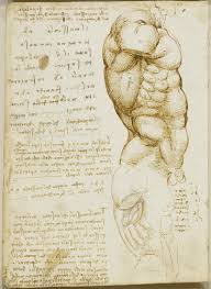 Support/posture provide attachment points for the limbs aid in breathing protection of internal organs. Leonardo Da Vinci Vinci 1452 Amboise 1519 Recto The Male Torso With Notes Verso The Muscles Of The Torso