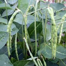 Image result for Vigna comosa
