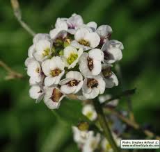 Image result for Mellera lobulata