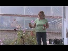 Squirrels can be a big nuisance in your yard and home, particularly if you have a bird feeder or garden. Gardening Tips How To Get Rid Of Squirrels In Gardens Youtube