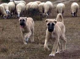 turkish shepherd dog kangal kangal dog large dog breeds shepherd dog