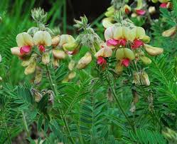 Image result for Tephrosia polystachya