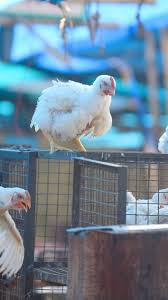 Understanding the signs and symptoms of the avian flu is important for immediate treatment to take place. Sci Simplified What Is Bird Flu How It Can Infect Humans Its Symptoms Treatment Death Rate And More The Weather Channel Articles From The Weather Channel Weather Com