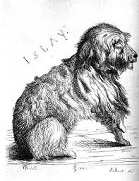 Etching By Prince Albert Of A Drawing By Queen Victoria The Skye Terrier Islay Skye Terrier Islay Prince Albert