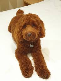 Stunning F1b Cockapoo For Stud For Stud Norfolk - Forever Puppy