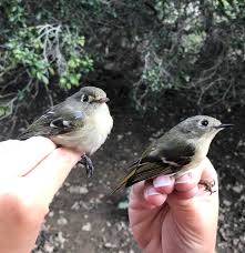 Image result for Wahlenbergia huttonii
