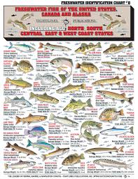 Freshwater Fish Chart Freshwater Identification Fishing