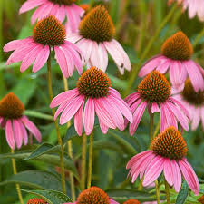 Echinacea purpurea, the eastern purple coneflower