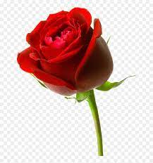 24+ bunga png images for your graphic design, presentations, web design and other projects. Download Mawar Merah Clipart Red Rose Png Transparent Png Vhv
