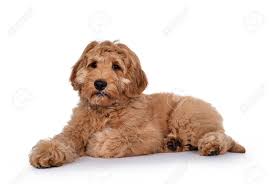 We did not find results for: Cute 4 Months Young Labradoodle Puppy Laying Down Side Ways Stock Photo Picture And Royalty Free Image Image 152748175