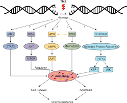 Image result for Temozolomide