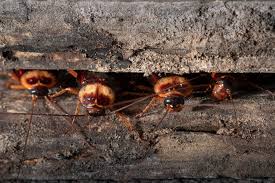 How often to pest control. How Often Should Pest Control Be Done Cockroach Bug Ant Control
