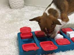 Maybe you would like to learn more about one of these? Best Dog Puzzles In 2021